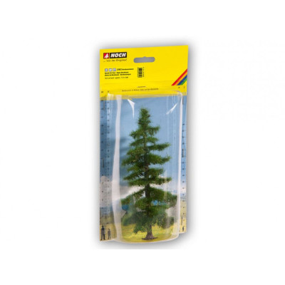 NOCH Jedľa normandská (kaukazská) - 12 cm