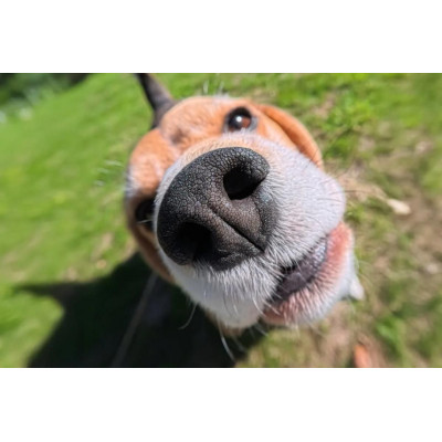 Insta360 GO 3S makro objektiv