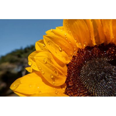 Insta360 GO Ultra Micro Lens Kit