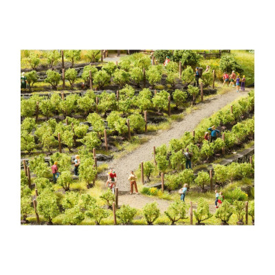 Vinná réva - vinice, 24 ks 21540