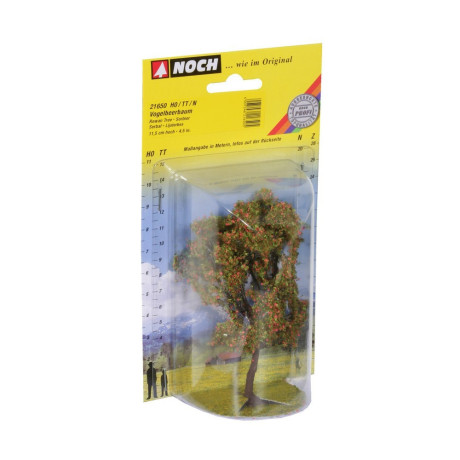 Ptáčnice s bobulemi - 11,5 cm 21650