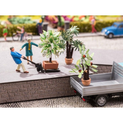 Stredomorské rastliny 3ks