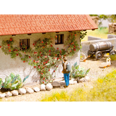 Popínavé ruže, 6ks  NO14118