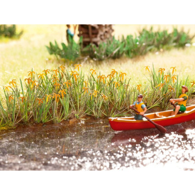 Vodné kosatce, 18ks  NO14140