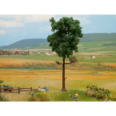 Borovica, 15 cm  NO21914