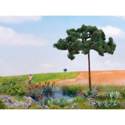 Borovica píniová,  11,5 cm  NO21997