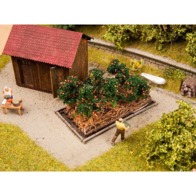 Paradajky, 3 x 6 cm, 6 rastlín  NO13215