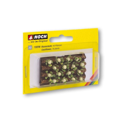 Karfiol, 3 x 6 cm, 16 rastlín  NO13216