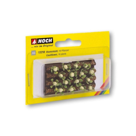 Karfiol, 3 x 6 cm, 16 rastlín  NO13216